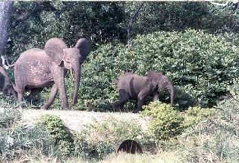 elephants4.jpg (51831 octets)