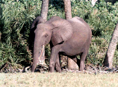 elephant.jpg (69011 octets)